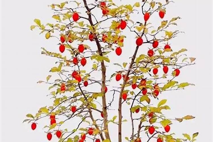 老鸦柿开花后怎么保果