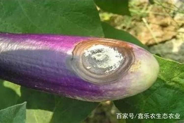 茄子黄叶病怎么治