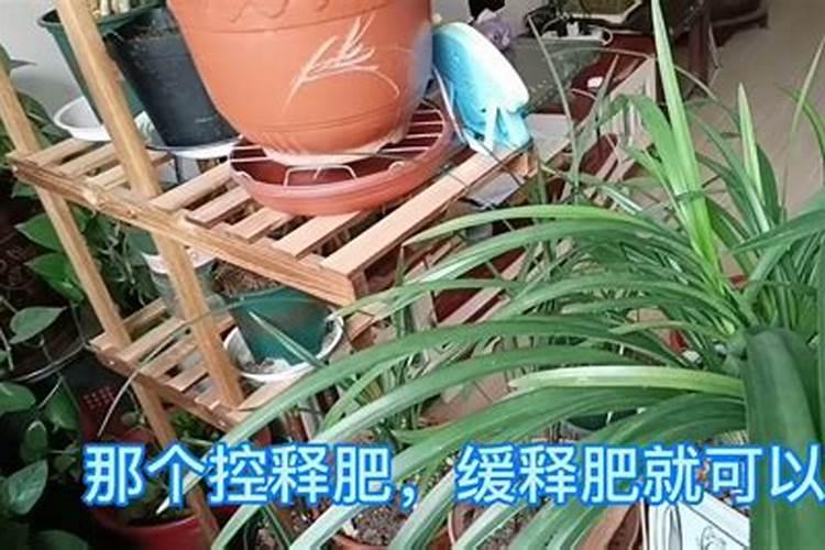磷酸二氢钾怎样浇兰花