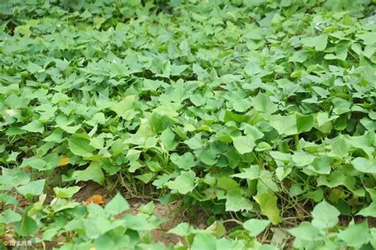 栽种红薯需要用底肥吗？底肥该如何选择？