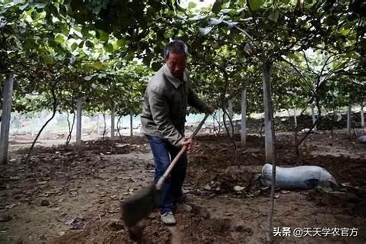 桃子什么时候是膨大期