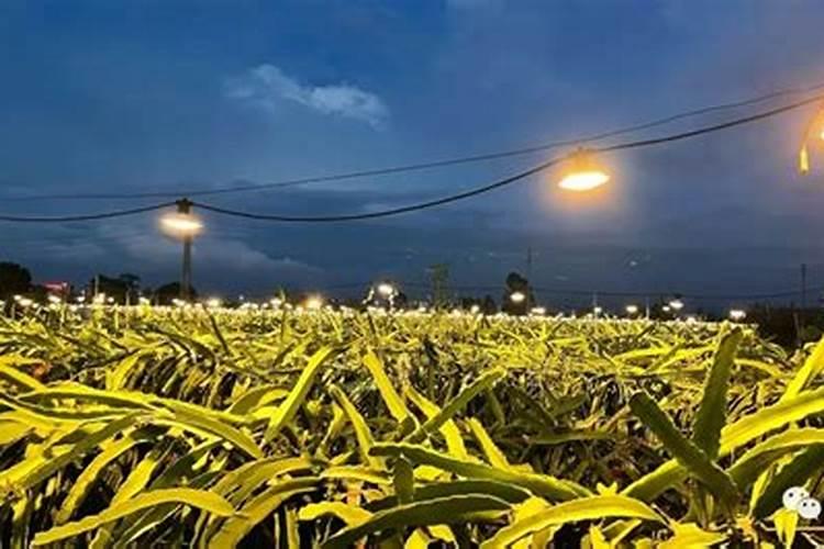 如何使用叶面肥,记牢哪几个时间点,你知道吗？