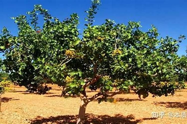 果树没有叶能吸收叶面肥吗？