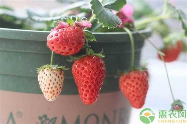 草莓苗栽下去几天可以施肥