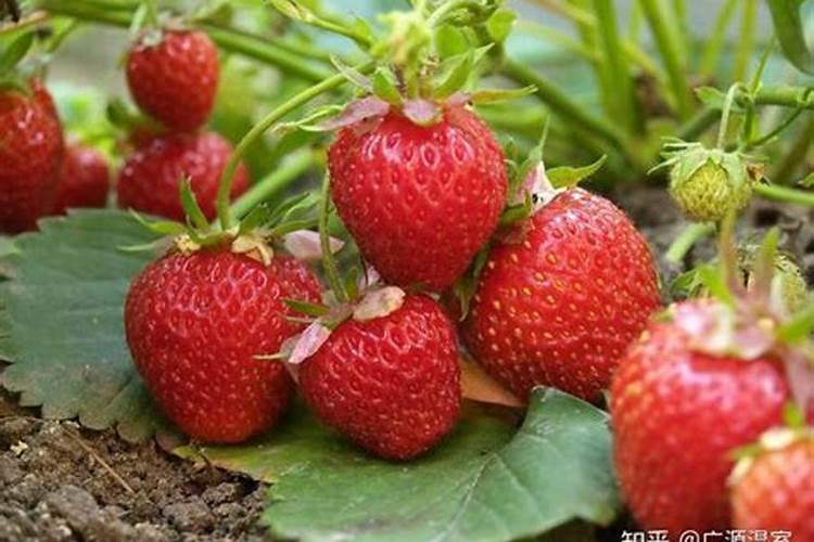 玉米什么时候打药防虫最好
