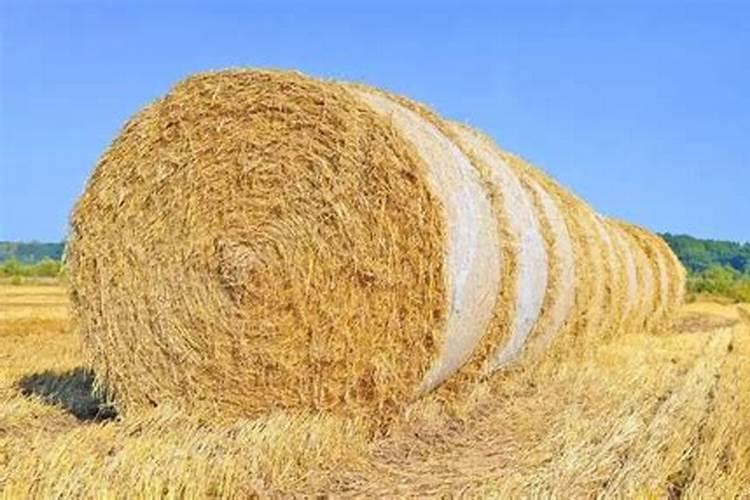 豆茬玉米茬秸秆还田是发酵成钾肥了吗？