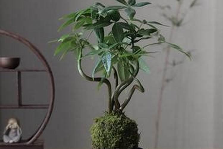 鹅掌柴属发财树肥料最好