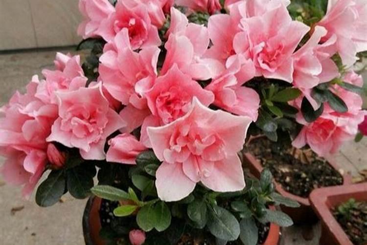 茶花、杜鹃花、栀子花适合浇什么肥料