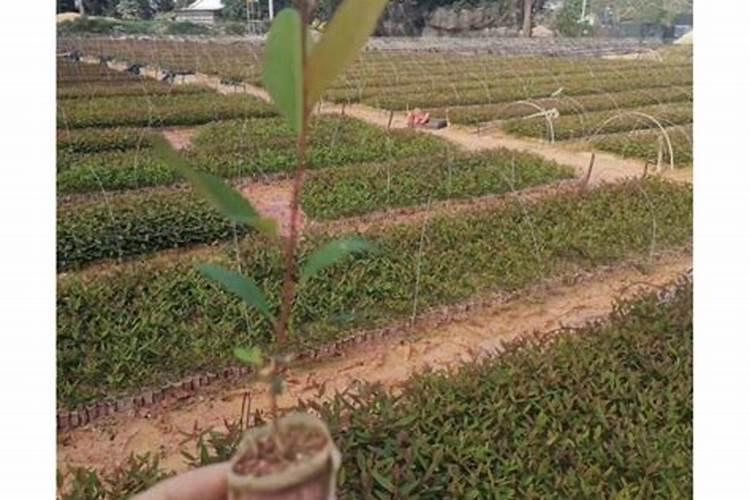 桉树肥料哪个牌子好