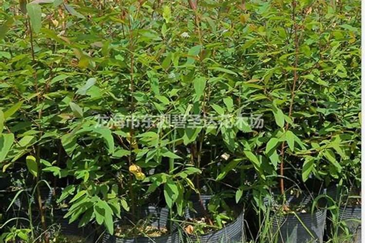 桉树用什么肥料
