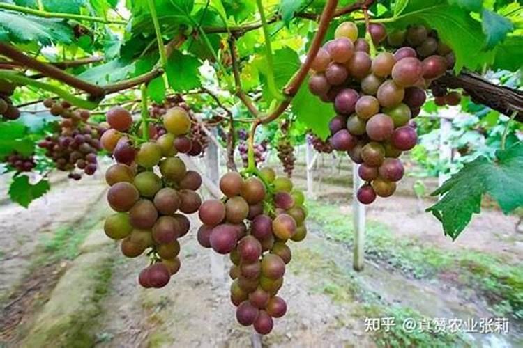红堤葡萄喷施芸苔素的作用.能喷施几次？