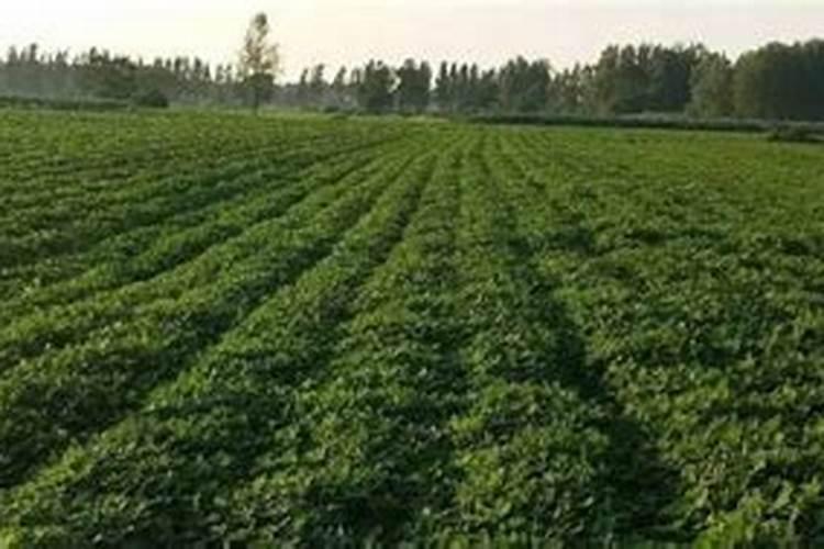 茉莉花叶子变黄可以用氨基酸花肥吗？