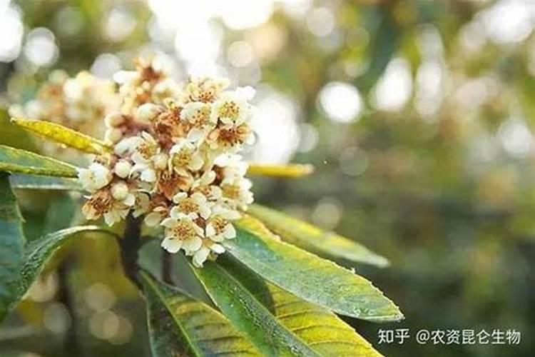 如何让枇杷开花整齐？