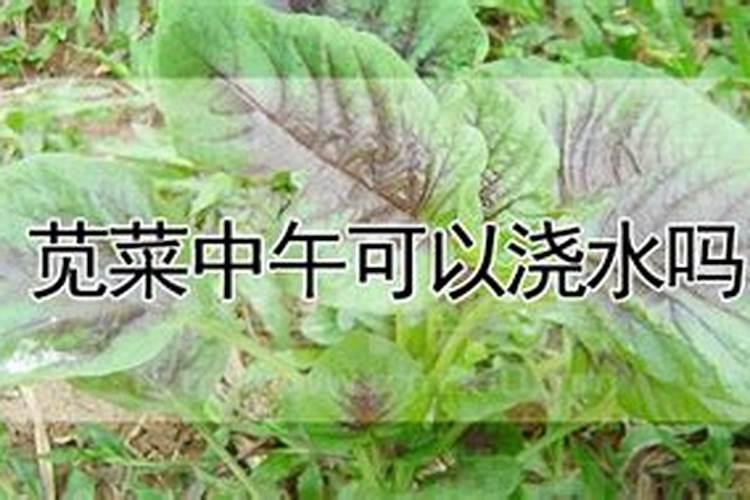 苋菜施肥用复合肥还是尿素好？