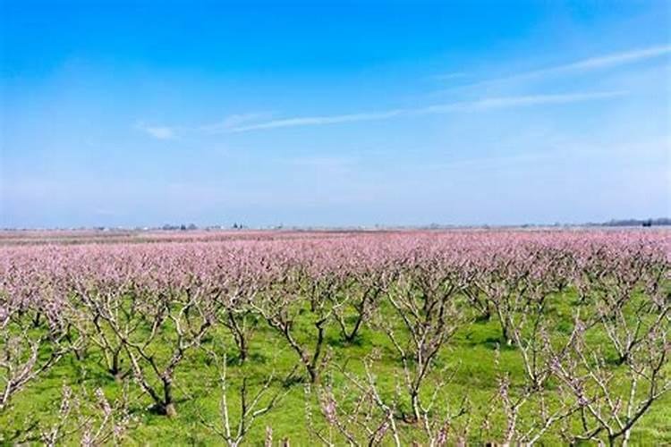 桃树施复合肥氮磷钾比例多少合适？