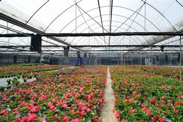 花要什么肥料