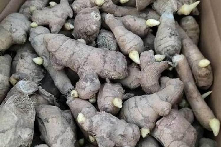 种植生姜用什么肥料最好？