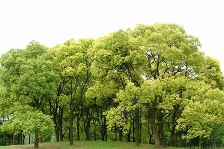 让树木快速生长的肥料 树木施肥方法