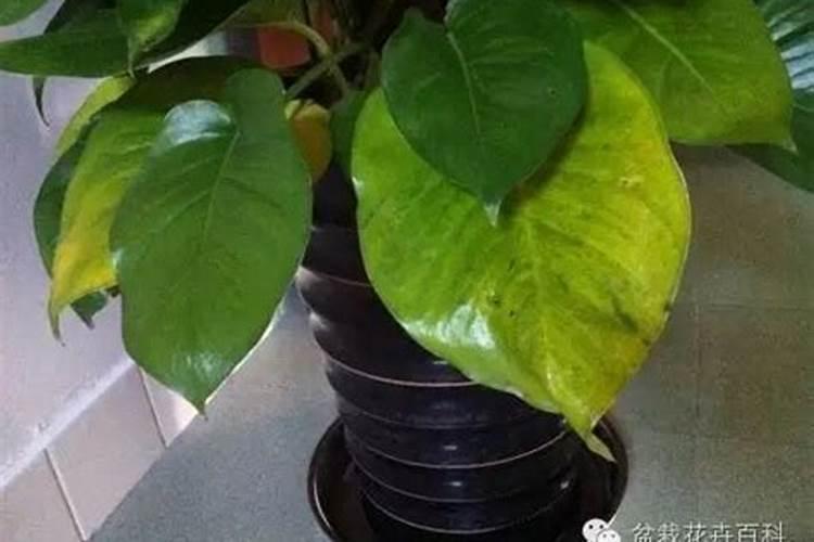 绿萝冬天一般施什么肥料