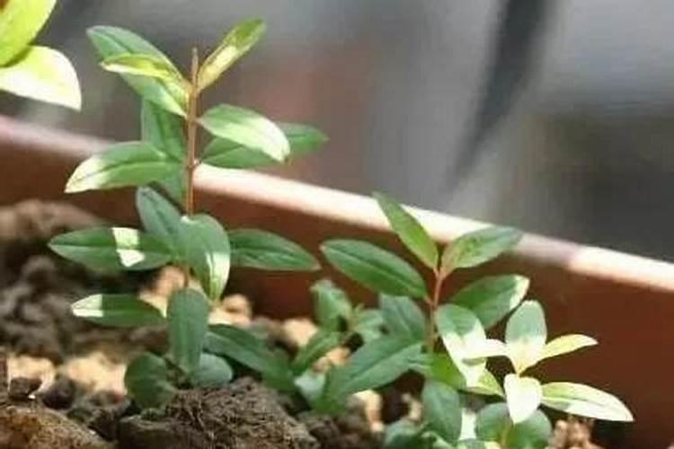 石榴施肥的最佳时间 石榴树什么时间施肥合适