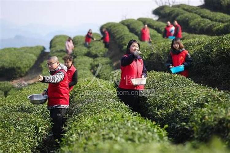 茶园如何施用叶面肥？