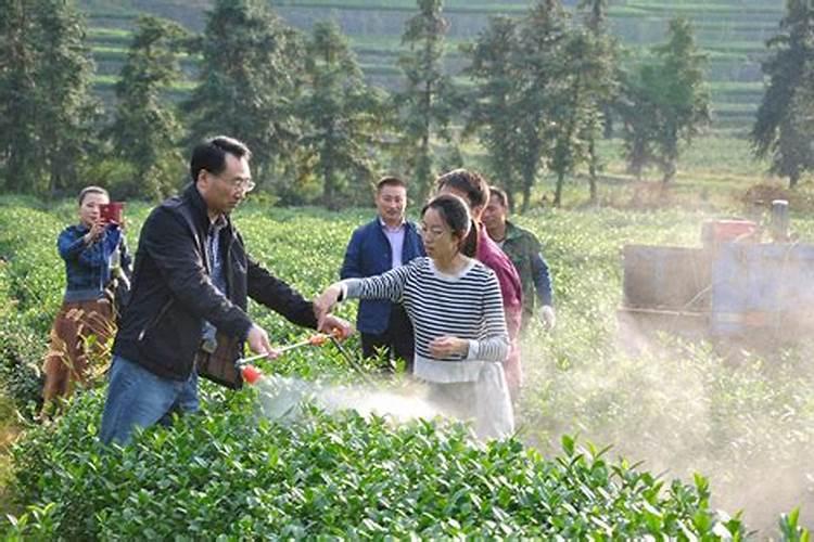 茶叶化肥使用方法