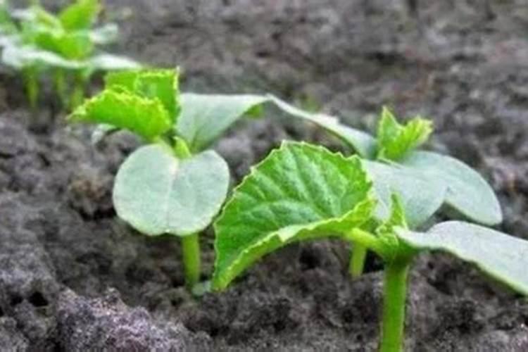 亚磷酸钾能不能跟腐植酸和氨基酸叶面肥混喷玉米？