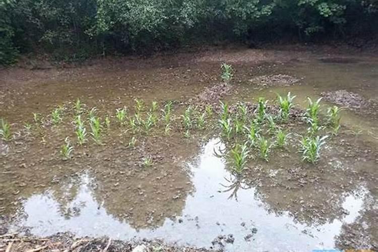 黄豆被水淹了叶子发黄了该怎么办