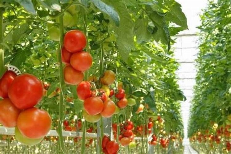 西红柿第一穗果实快成熟时冲施肥能加尿素吗？