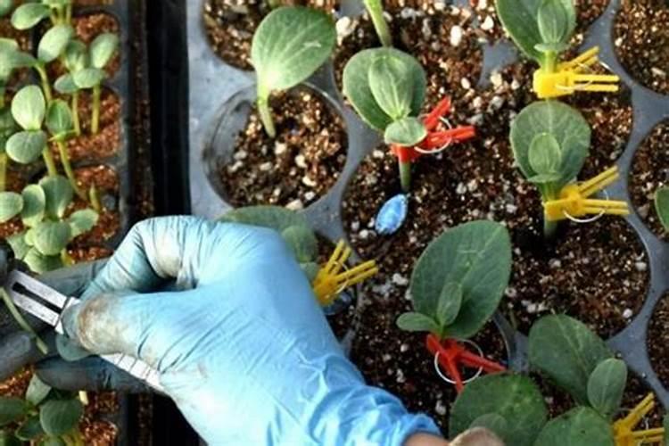 西瓜苗怎么移栽种植才好？