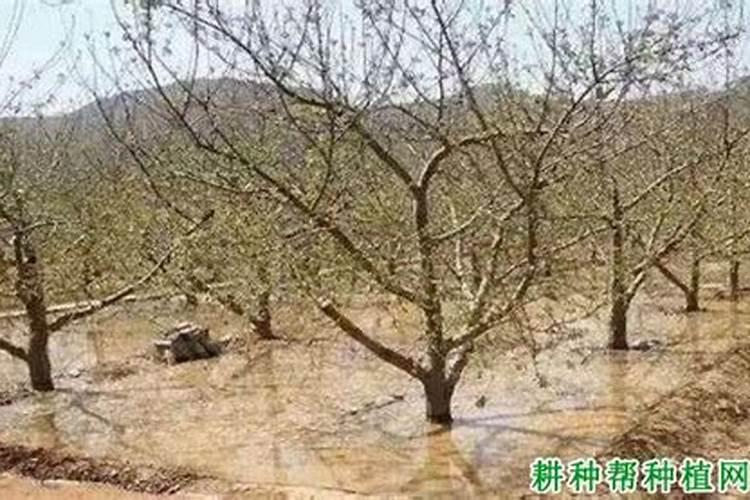 水容肥给果树多久施肥一次