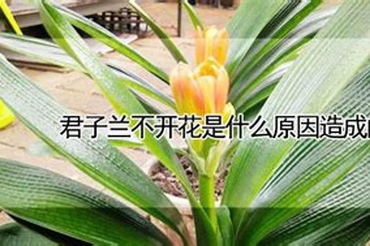 君子兰为什么不开花怎么办