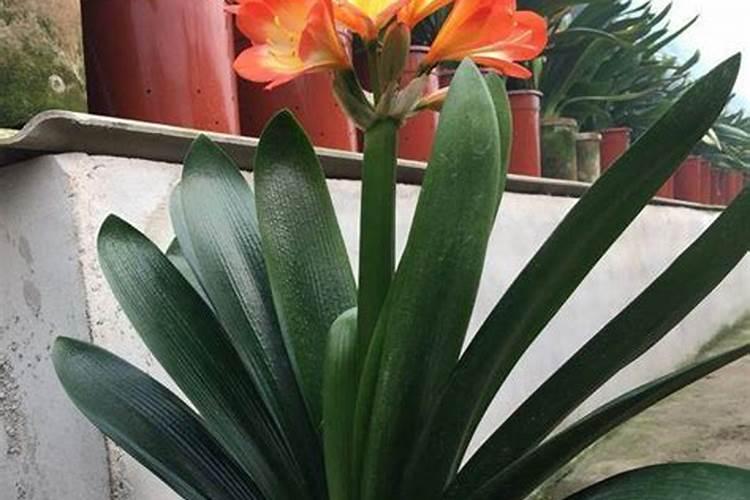 我的君子兰只长叶子不开花是什么原因？