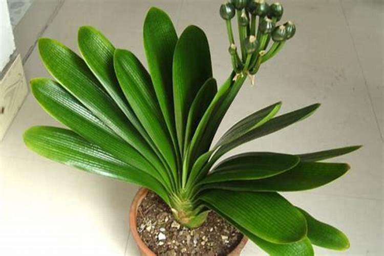 君子兰为什么不开花怎么办