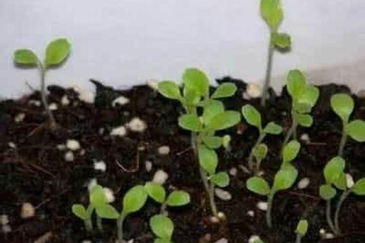 四九菜心的播种方法
