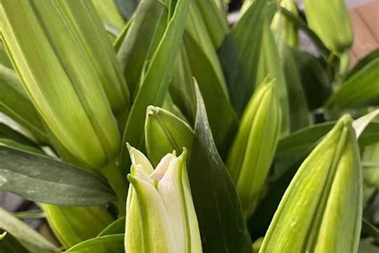 百合能施叶面肥吗？