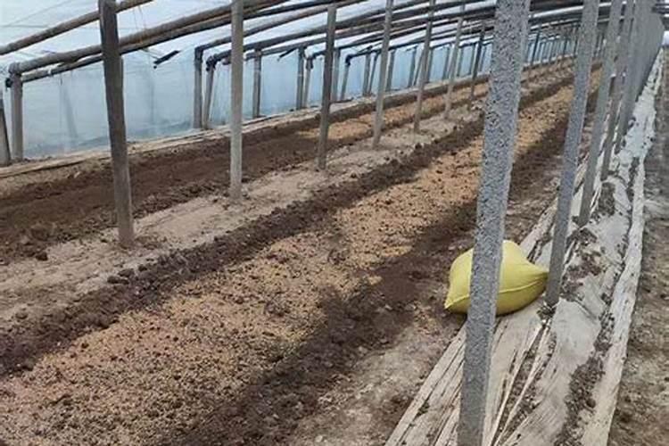 空心菜种植前施入底肥,可以选择哪些底肥呢？