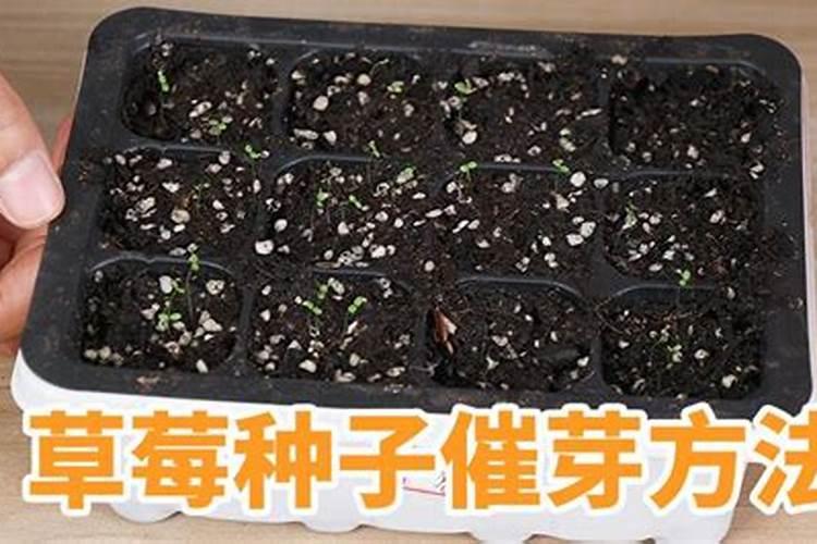 干货!促柑橘花芽分化,看完记得收藏!