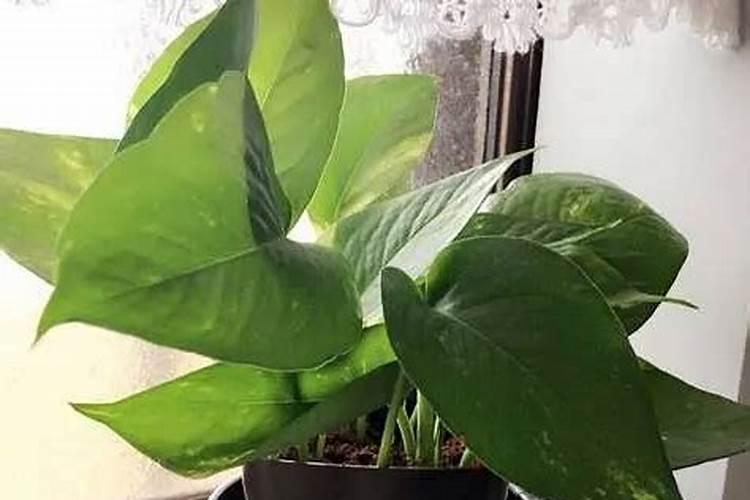 冬天绿萝要施肥吗