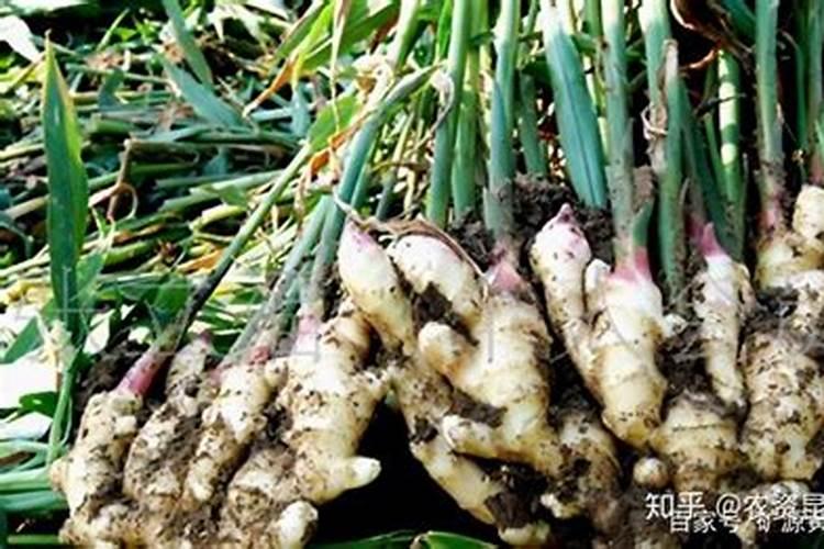 ...大姜怎么施肥膨大增产？大姜膨大素用昆仑风叶面肥