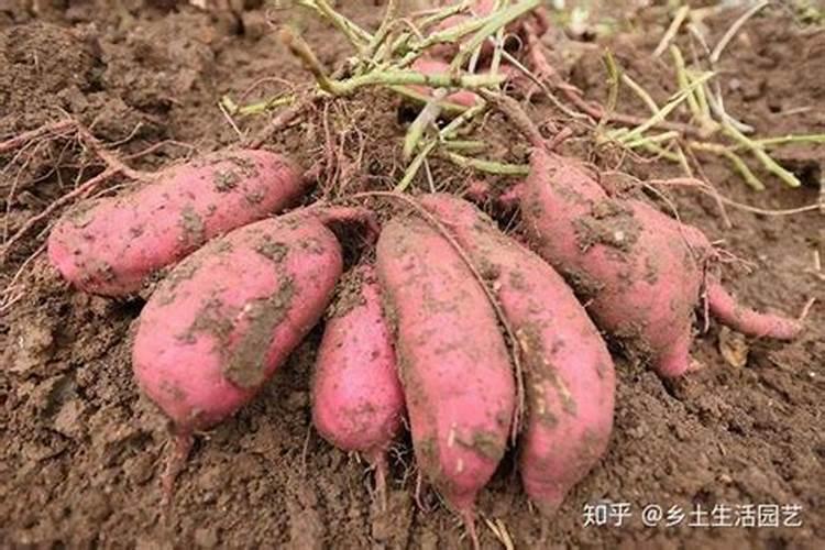 请问栽红薯用什么肥料最好