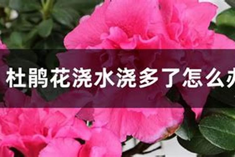 怎样给有花苞的杜鹃施肥