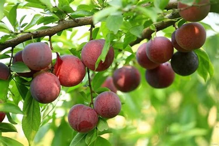 李子树什么时候施肥,施什么肥好