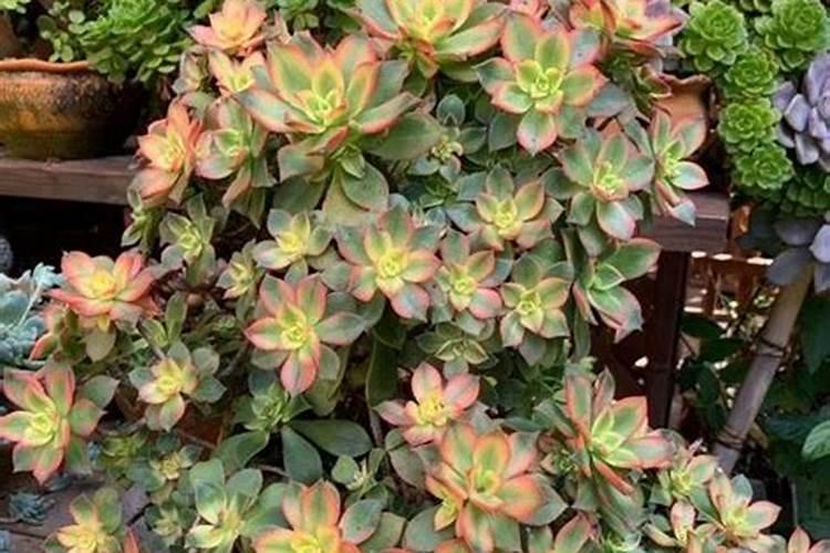 蟹爪兰开花应该用什么肥料 磷钾肥能促进花芽分化