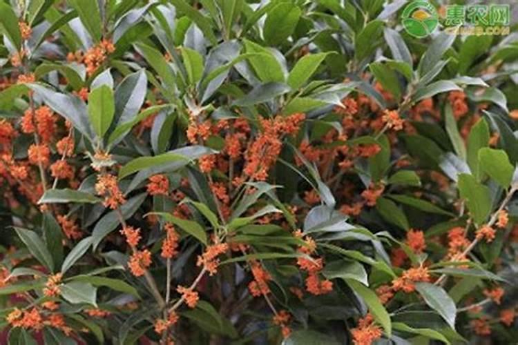 桂花树施什么肥料最好