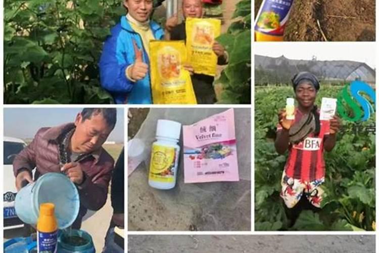 果实如何快速膨果？用啥肥料比较好？