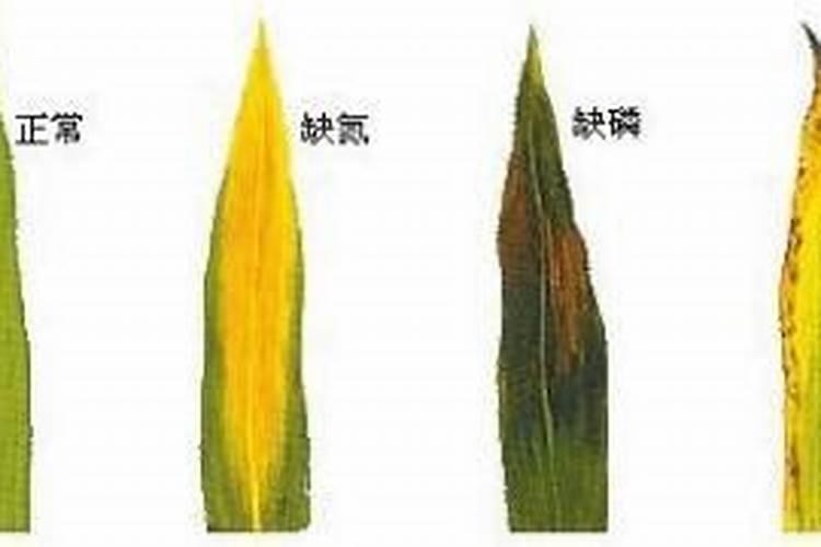 小麦缺肥可不可以打磷酸二铵掺色素