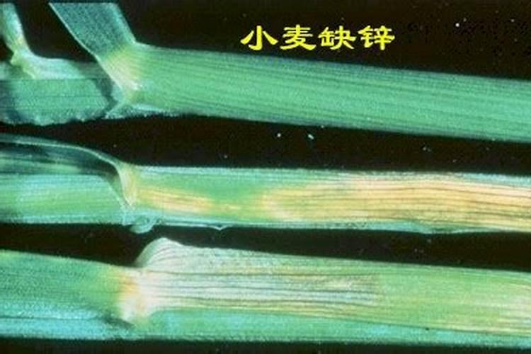 小麦缺乏微量元素时,小麦有哪些病害症状