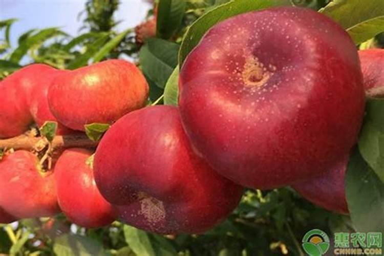 风味黄帝油蟠桃成熟时间需要多久