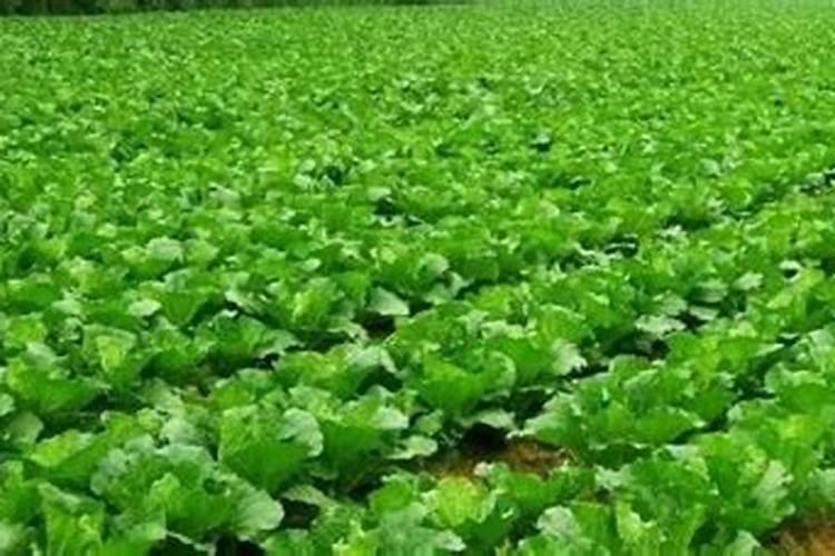 为什么只有豆科植物才能与根瘤菌共生？其他的植物不也需要